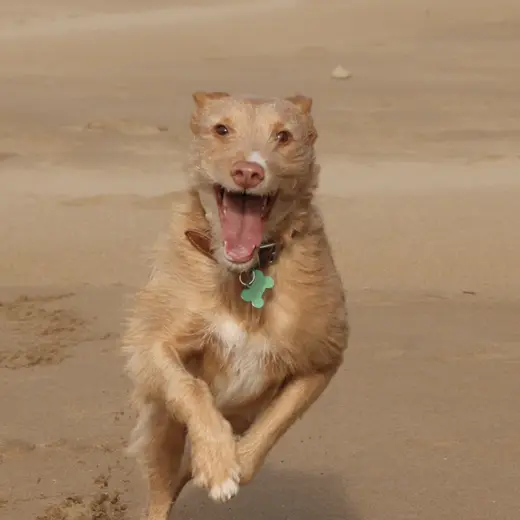 Natu, la perrita de Fran, corriendo feliz por la playa